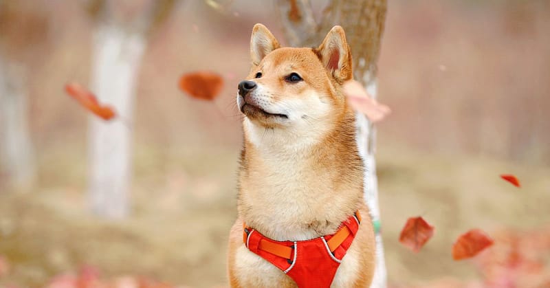 Dogecoin Jumps as Dogechain Gains Traction Among Retail Crypto Traders