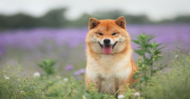 Shiba Inu, Dogecoin Jump as Risk-On Behaviour Returns to Crypto Markets
