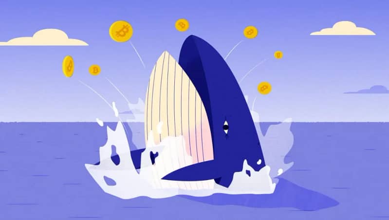 Top ETH Whales Accumulating SHIB, APE, MANA, Amidst Crypto BloodBath Says On-Chain Data