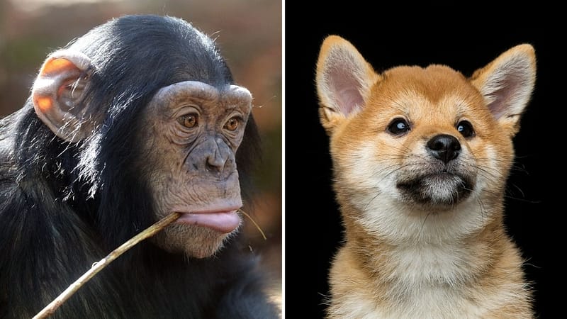Monkey eats dog, ApeCoin shines on Dogecoin’s big day